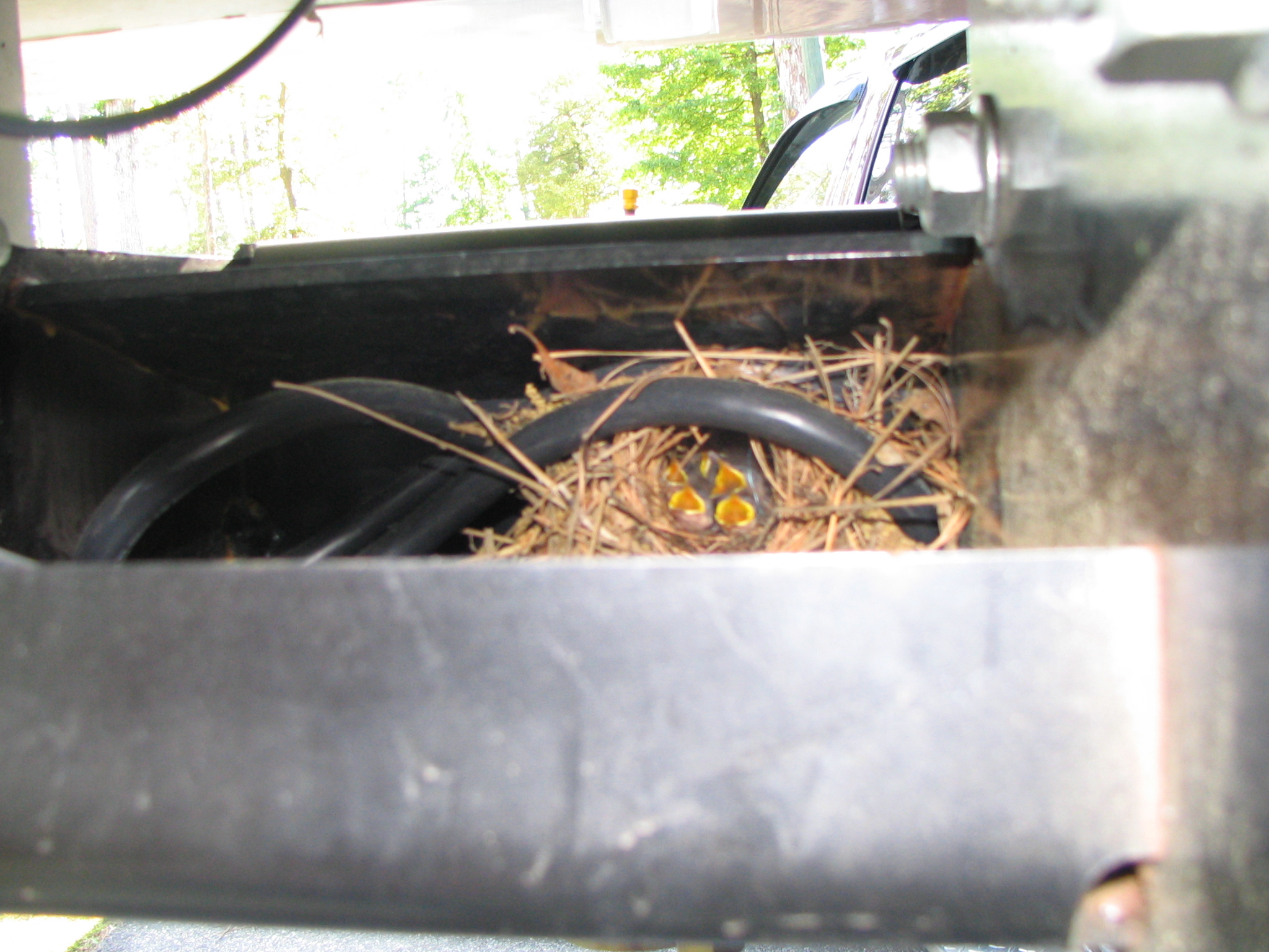 Baby Birds 008