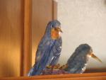 Our Birds