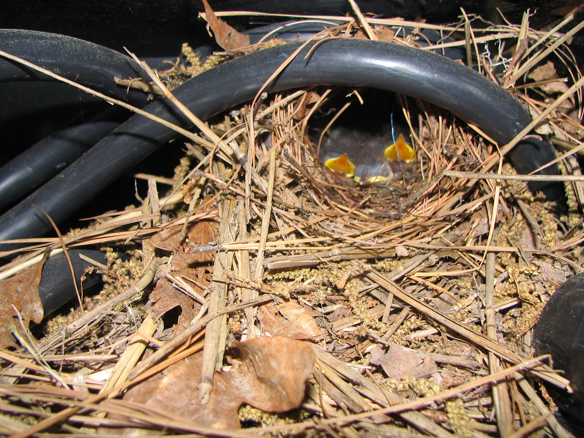 Baby Birds 009