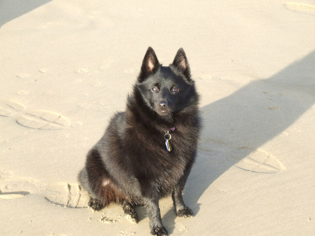Our little schipperke Kyla