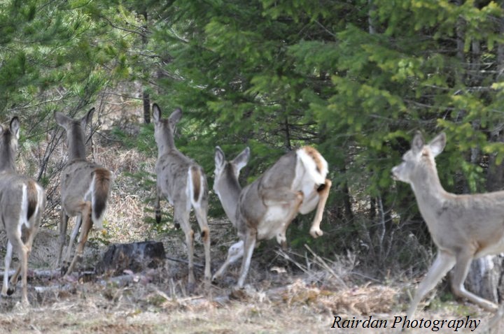 deer.1